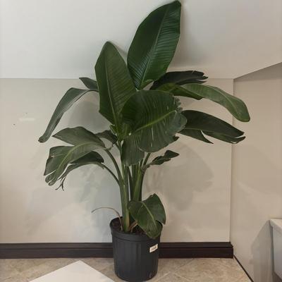 LOT 159: Large/Tall Potted Bird of Paradise Plant