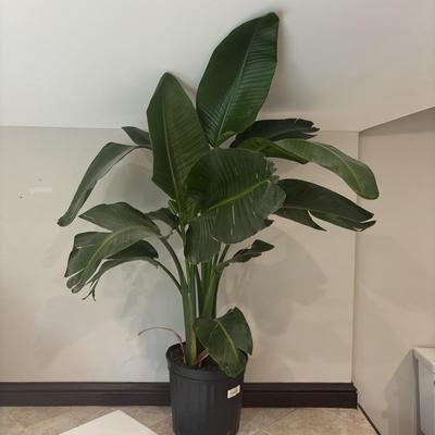 LOT 159: Large/Tall Potted Bird of Paradise Plant