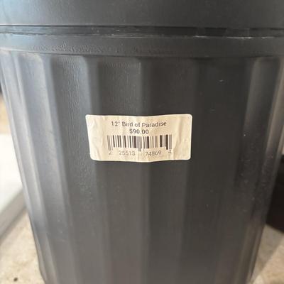 LOT 159: Large/Tall Potted Bird of Paradise Plant