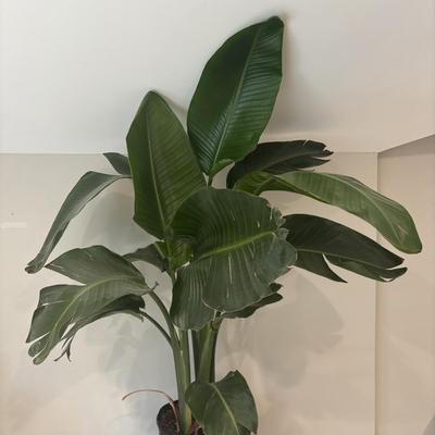 LOT 159: Large/Tall Potted Bird of Paradise Plant