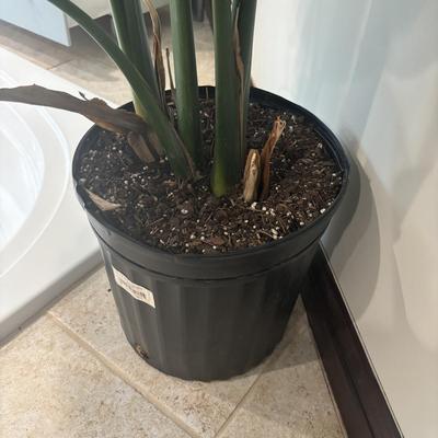 LOT 159: Large/Tall Potted Bird of Paradise Plant