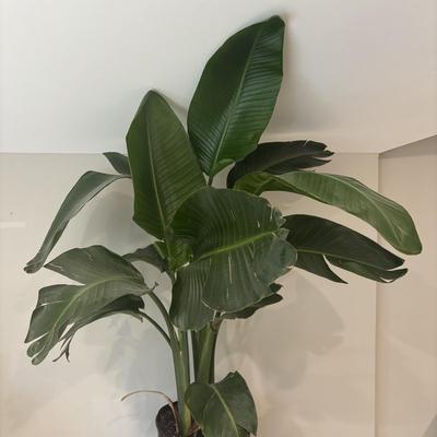 LOT 159: Large/Tall Potted Bird of Paradise Plant
