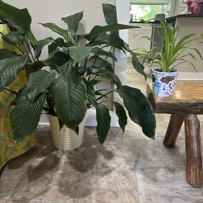 LOT 184: Live Potted Plants