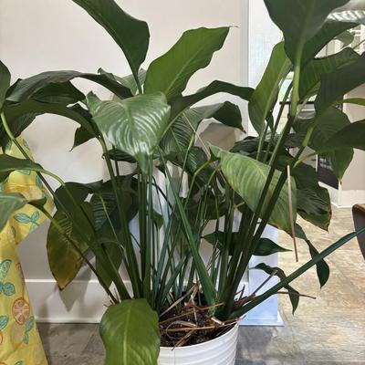 LOT 184: Live Potted Plants