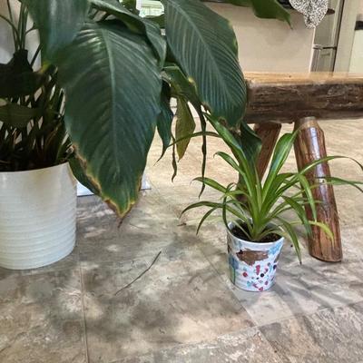LOT 184: Live Potted Plants