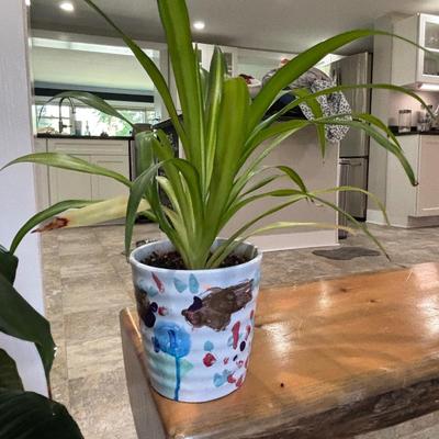 LOT 184: Live Potted Plants