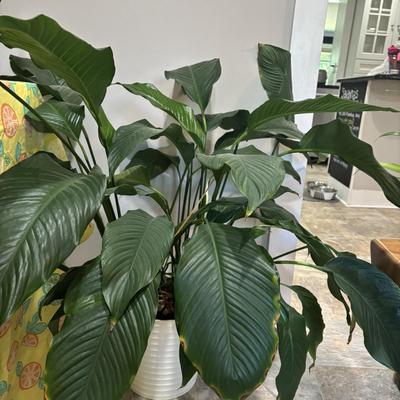 LOT 184: Live Potted Plants