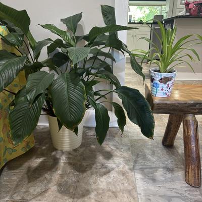 LOT 184: Live Potted Plants
