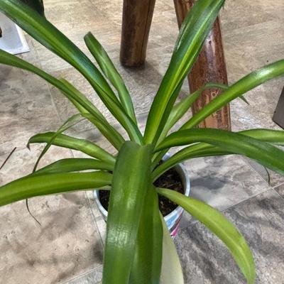 LOT 184: Live Potted Plants