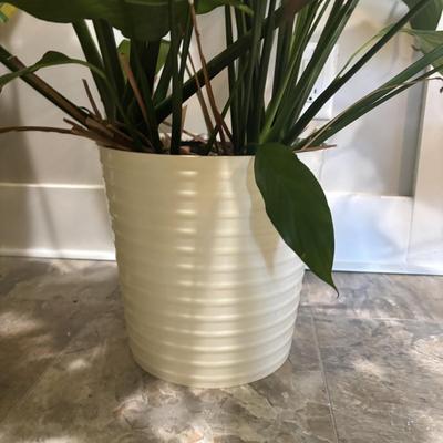 LOT 184: Live Potted Plants