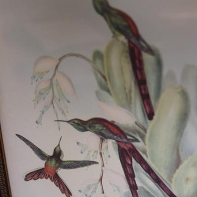 John Gould Framed Hummingbird Prints