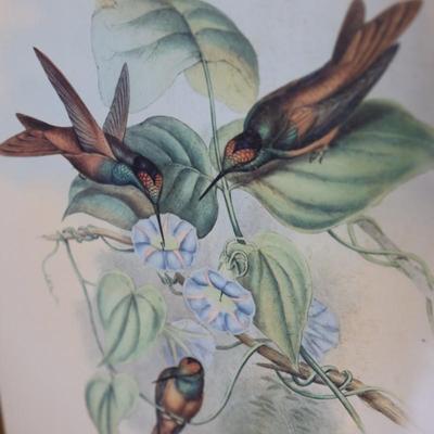 John Gould Framed Hummingbird Prints