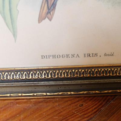 John Gould Framed Hummingbird Prints