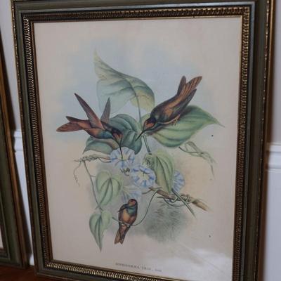 John Gould Framed Hummingbird Prints