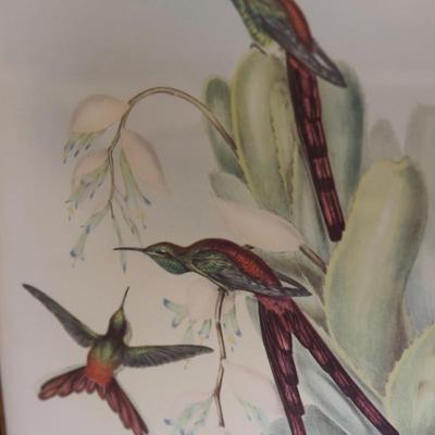 John Gould Framed Hummingbird Prints