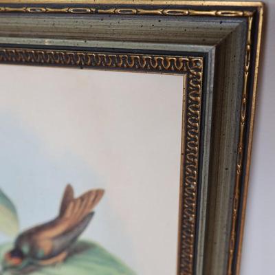 John Gould Framed Hummingbird Prints