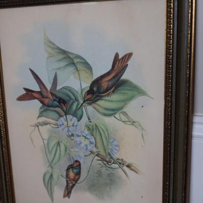 John Gould Framed Hummingbird Prints