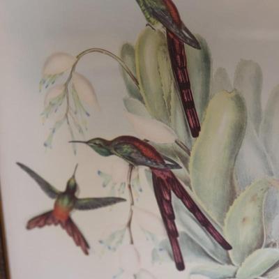 John Gould Framed Hummingbird Prints