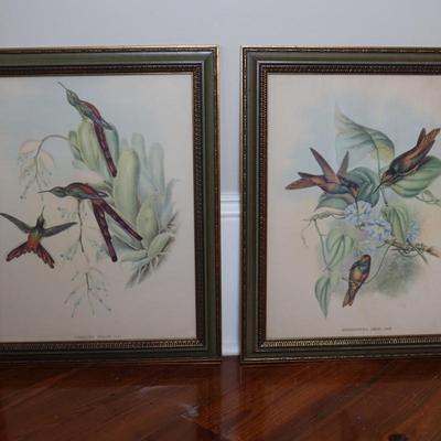 John Gould Framed Hummingbird Prints