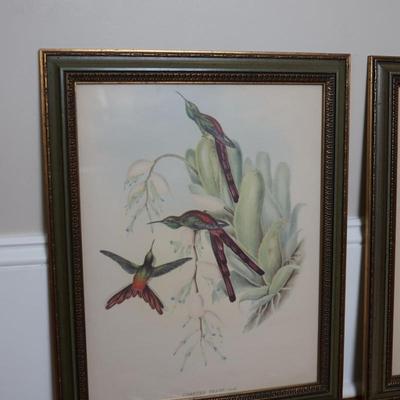 John Gould Framed Hummingbird Prints