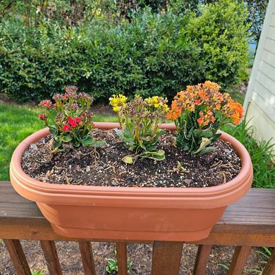 Three Oblong Plastic Rail Sitter Pots + Plants (Y-JS)