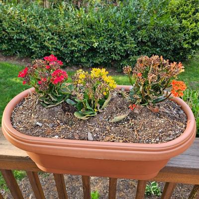Three Oblong Plastic Rail Sitter Pots + Plants (Y-JS)
