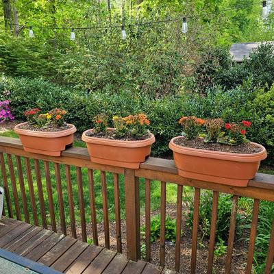 Three Oblong Plastic Rail Sitter Pots + Plants (Y-JS)