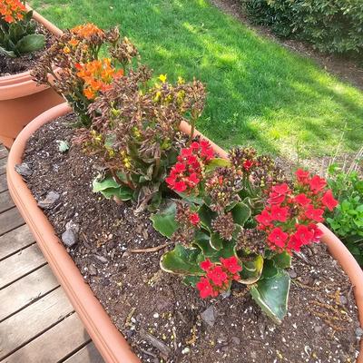 Three Oblong Plastic Rail Sitter Pots + Plants (Y-JS)
