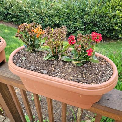 Three Oblong Plastic Rail Sitter Pots + Plants (Y-JS)