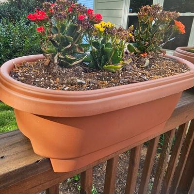 Three Oblong Plastic Rail Sitter Pots + Plants (Y-JS)