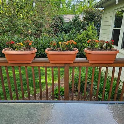 Three Oblong Plastic Rail Sitter Pots + Plants (Y-JS)