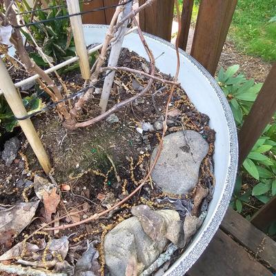 Four Round Plastic Decor Pots (Y-JS)