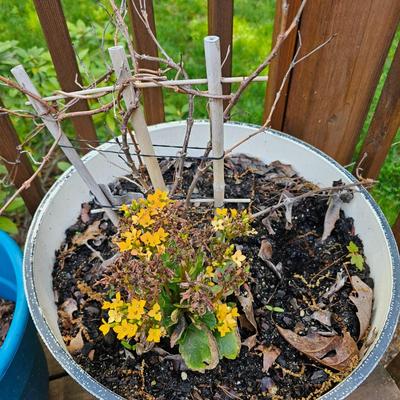 Four Round Plastic Decor Pots (Y-JS)