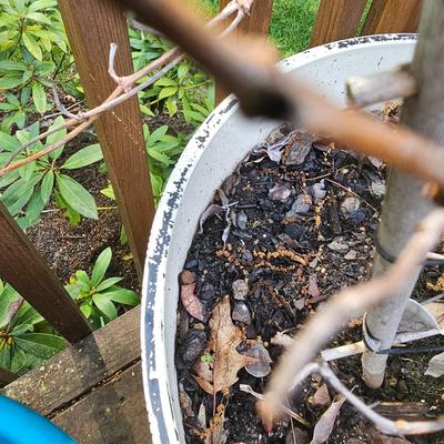 Four Round Plastic Decor Pots (Y-JS)