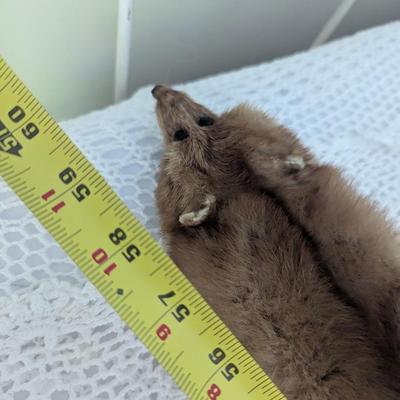 Vintage 3 Full Body Mink Fur Pelts Stole Cape Shawl Wrap (BR1)