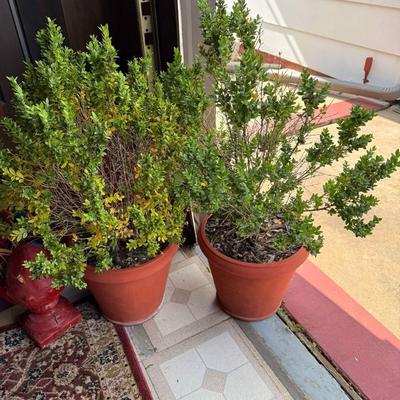 Lot 19: Desks, Bushes & More