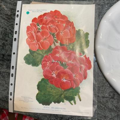 L1461 Geranium Decor Lot