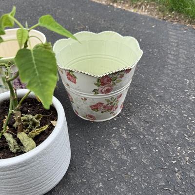 Three planters and plant