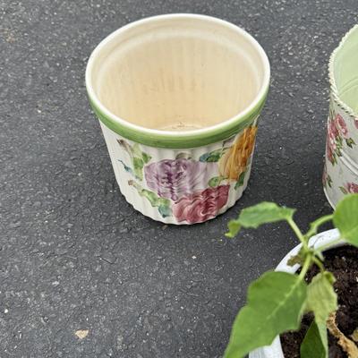 Three planters and plant