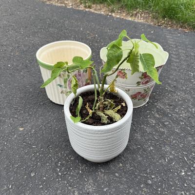 Three planters and plant