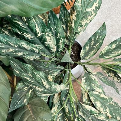 Lot 265 3 fake plants