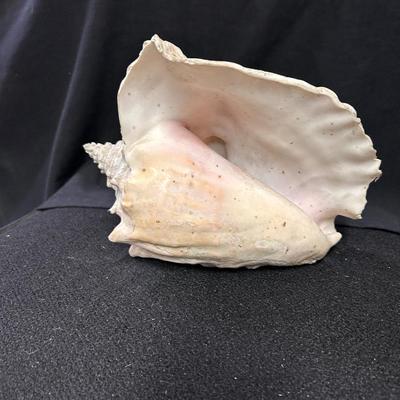 Conch Shell