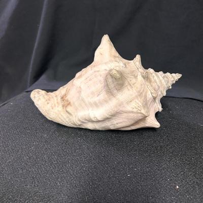 Conch Shell