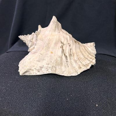 Conch Shell