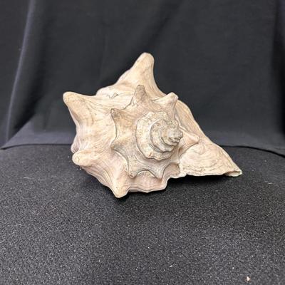 Conch Shell