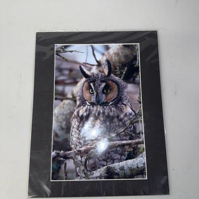 Wisdom of Owls Wall Art