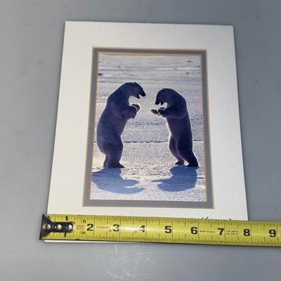 Bear Pictures Lot Signed