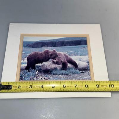 Bear Pictures Lot Signed