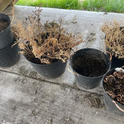 Black with gold handle pots for plants