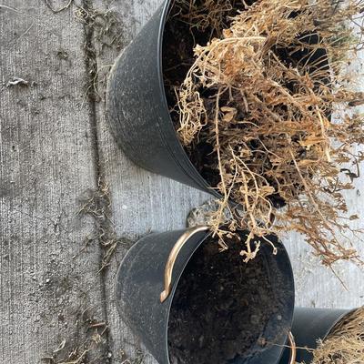 Black with gold handle pots for plants